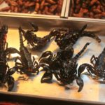 Scorpions in Bangkok