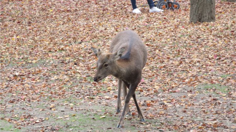 Deer Park Japan