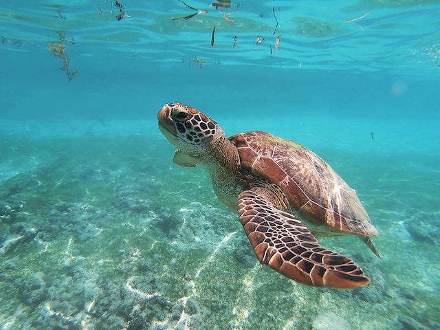 Cebu