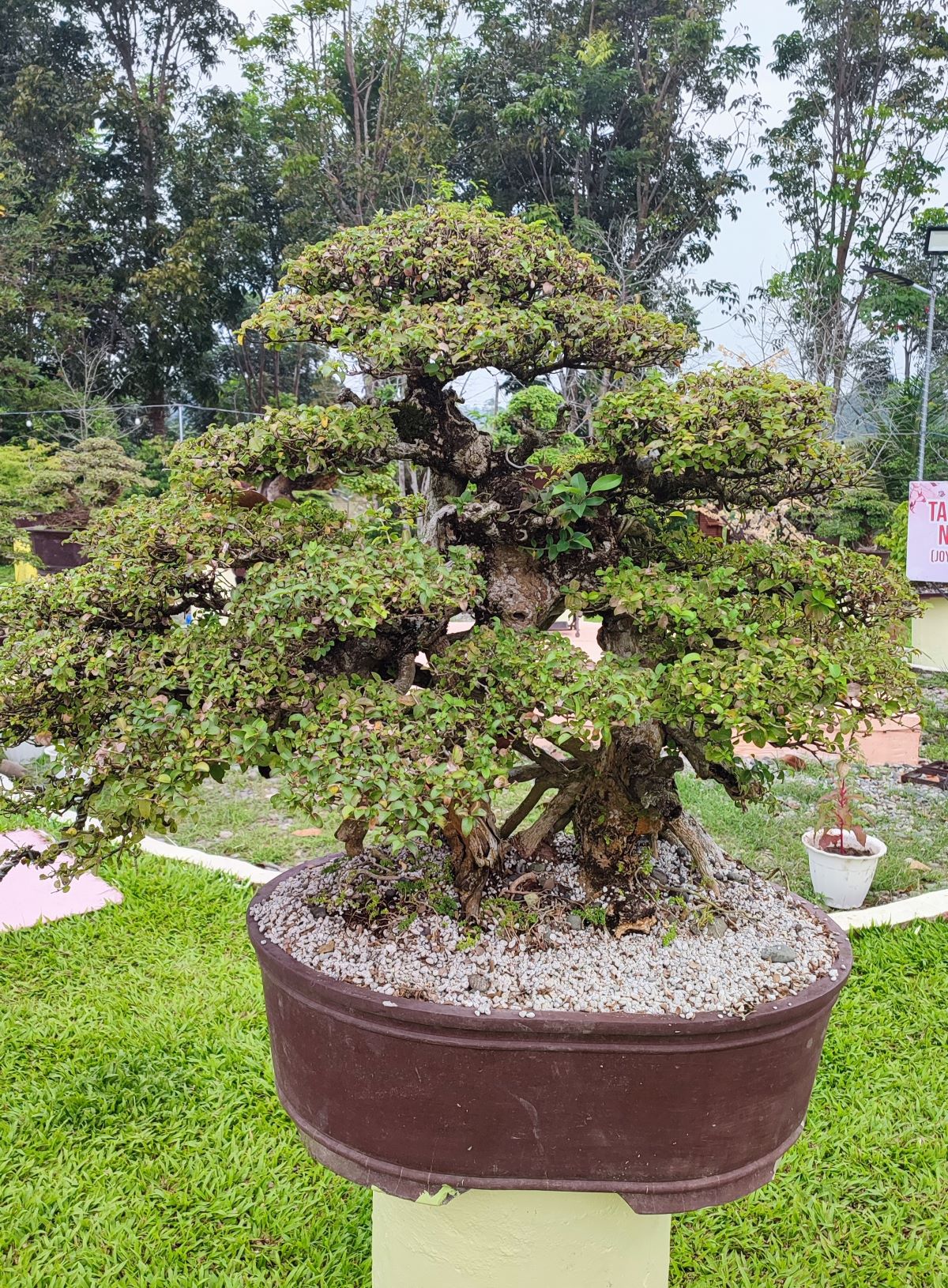 Bonsai no Sato