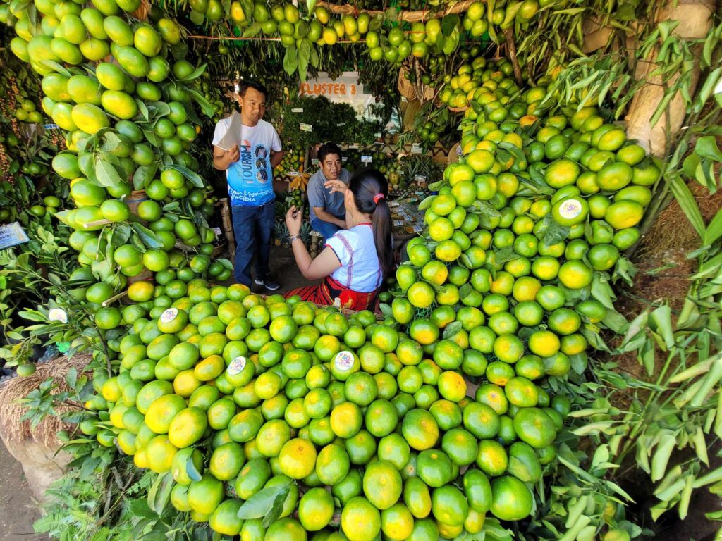 Citrus Festival