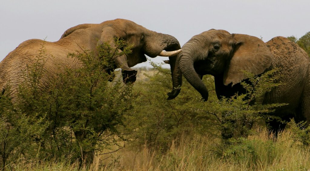 South Africa