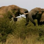 South Africa